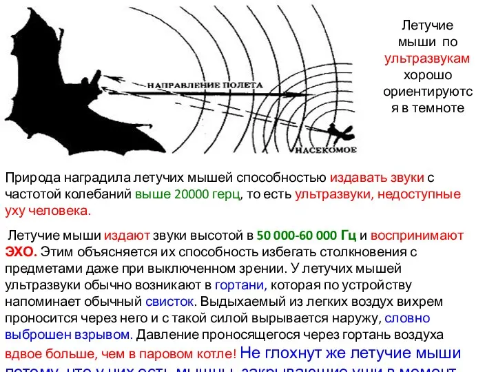 Природа наградила летучих мышей способностью издавать звуки с частотой колебаний выше 20000 герц,