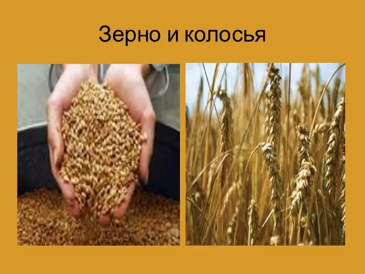 Зерно и колосья