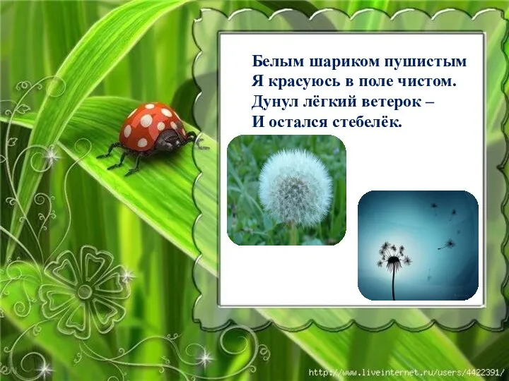 Белым шариком пушистым Я красуюсь в поле чистом. Дунул лёгкий ветерок – И остался стебелёк.