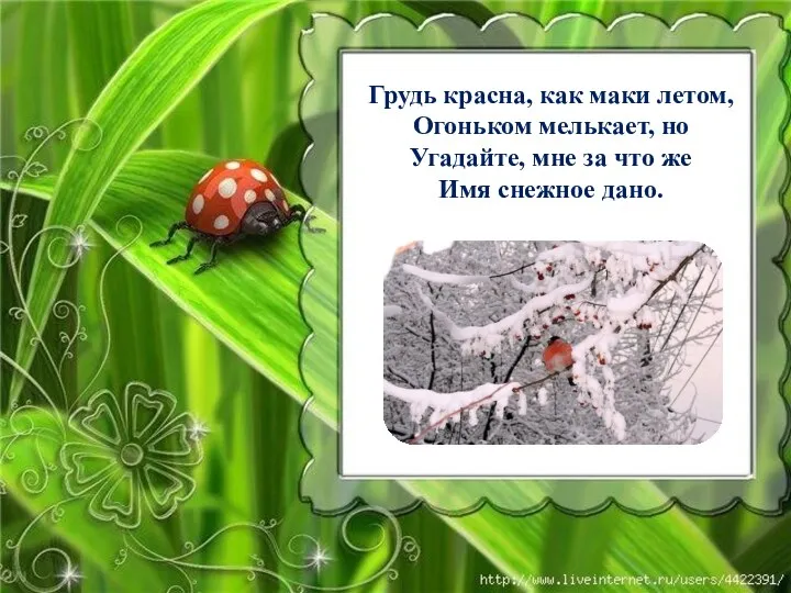 Грудь красна, как маки летом, Огоньком мелькает, но Угадайте, мне за что же Имя снежное дано.