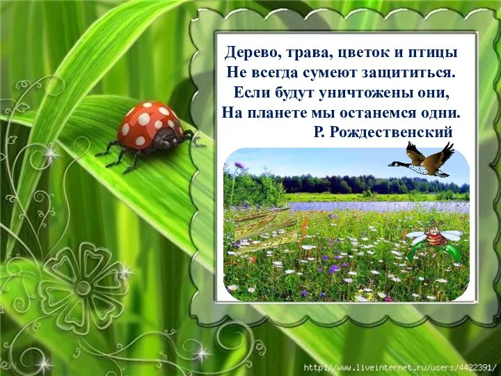 Дерево, трава, цветок и птицы Не всегда сумеют защититься. Если