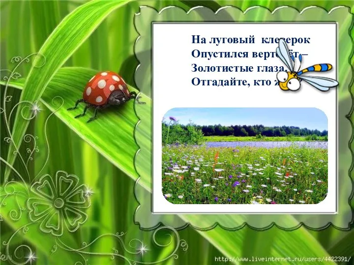 На луговый клеверок Опустился вертолёт – Золотистые глаза. Отгадайте, кто же я?