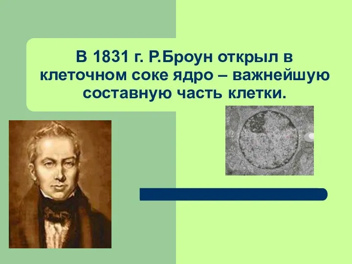 В 1831 г. Р.Броун открыл в клеточном соке ядро – важнейшую составную часть клетки.