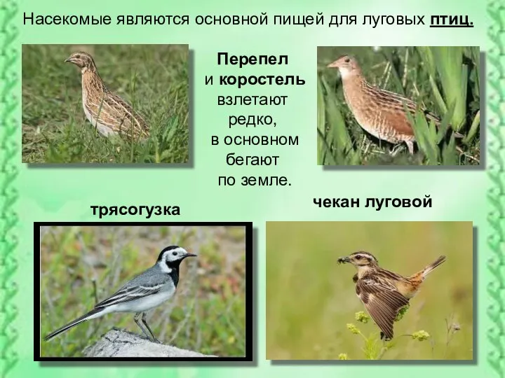 Насекомые являются основной пищей для луговых птиц. Перепел и коростель
