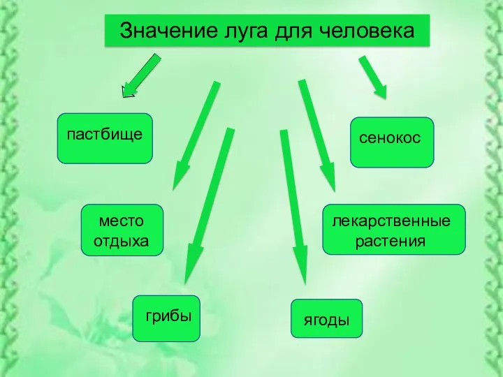 Значение луга для человека пастбище сенокос место отдыха лекарственные растения грибы ягоды