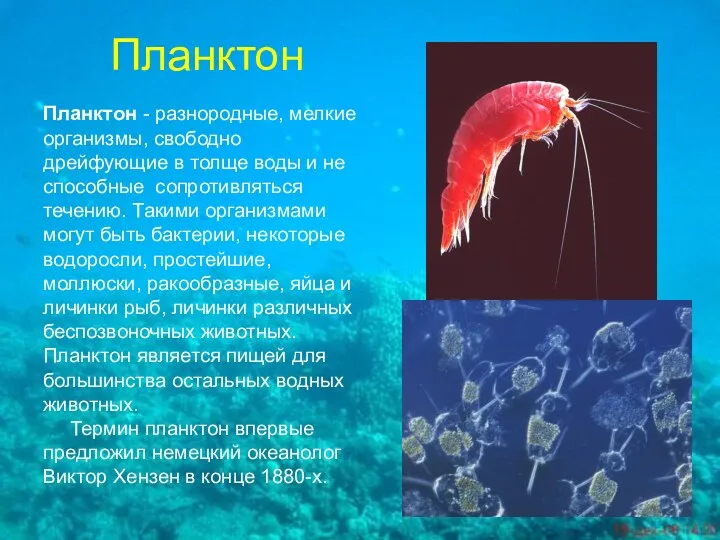 Планктон Планктон - разнородные, мелкие организмы, свободно дрейфующие в толще