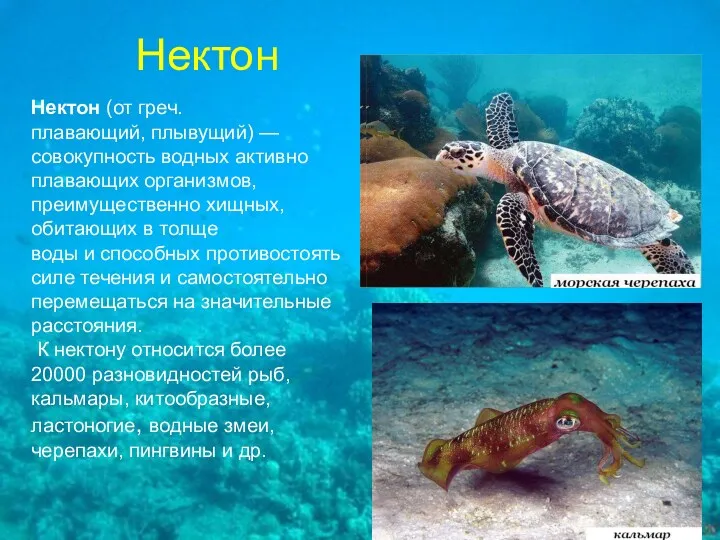 Нектон Нектон (от греч. плавающий, плывущий) — совокупность водных активно