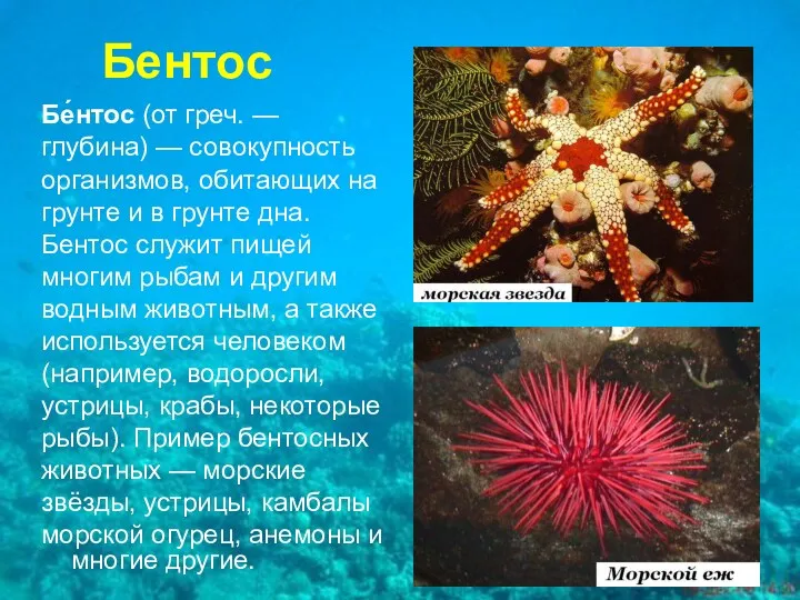 Бентос Бе́нтос (от греч. — глубина) — совокупность организмов, обитающих