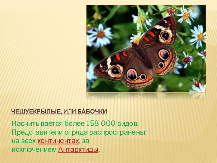 Чешуекры́лые, или ба́бочки Насчитывается более 158 000 видов. Представители отряда