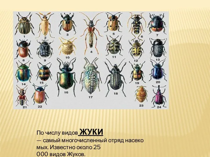 По числу видов ЖУКИ — самый многочисленный отряд насекомых. Известно около 25 000 видов Жуков.