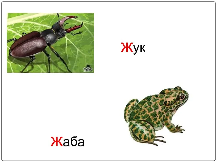 жук жаба