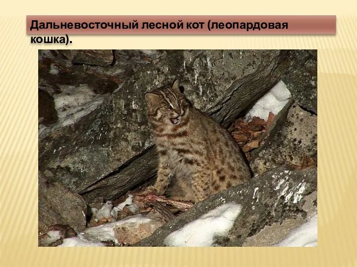 Дальневосточный лесной кот (леопардовая кошка).