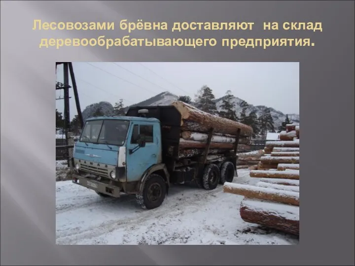 Лесовозами брёвна доставляют на склад деревообрабатывающего предприятия.