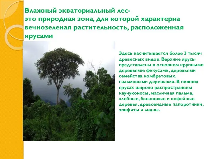 Влажный экваториальный лес- это природная зона, для которой характерна вечнозеленая растительность, расположенная ярусами