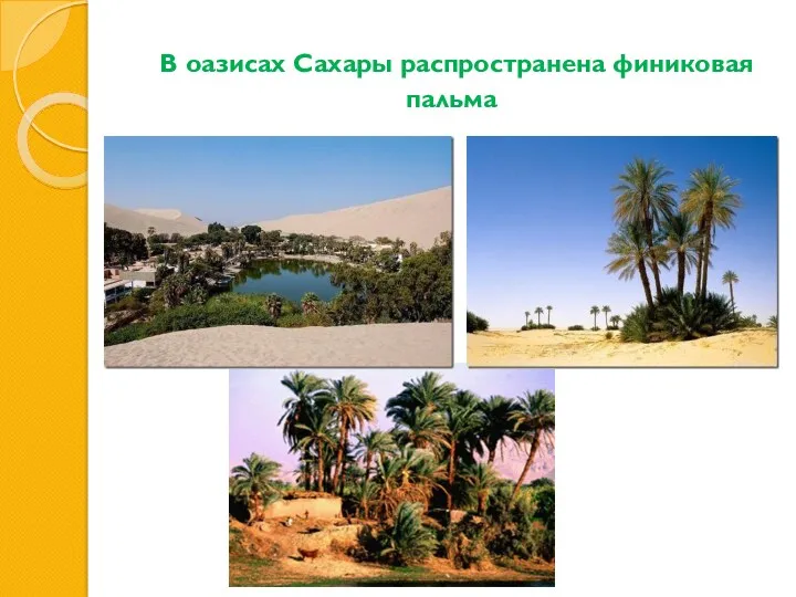 В оазисах Сахары распространена финиковая пальма