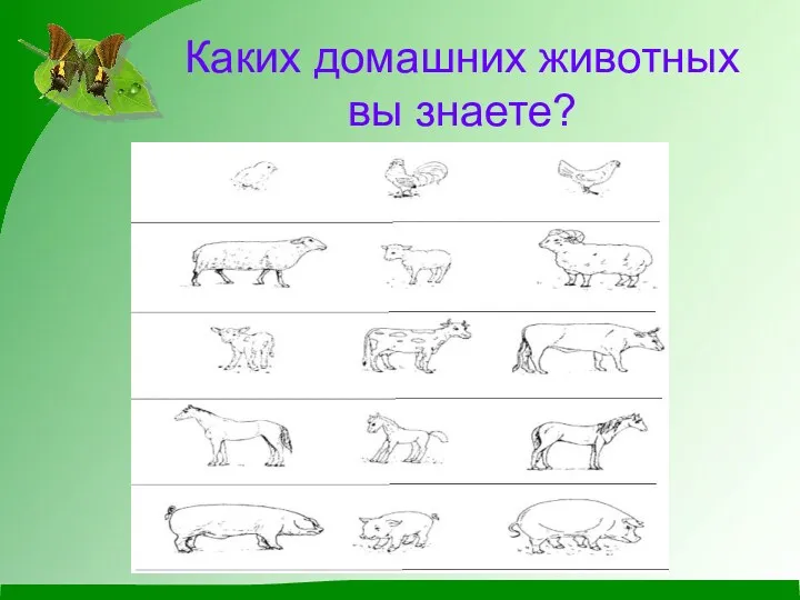 Каких домашних животных вы знаете?