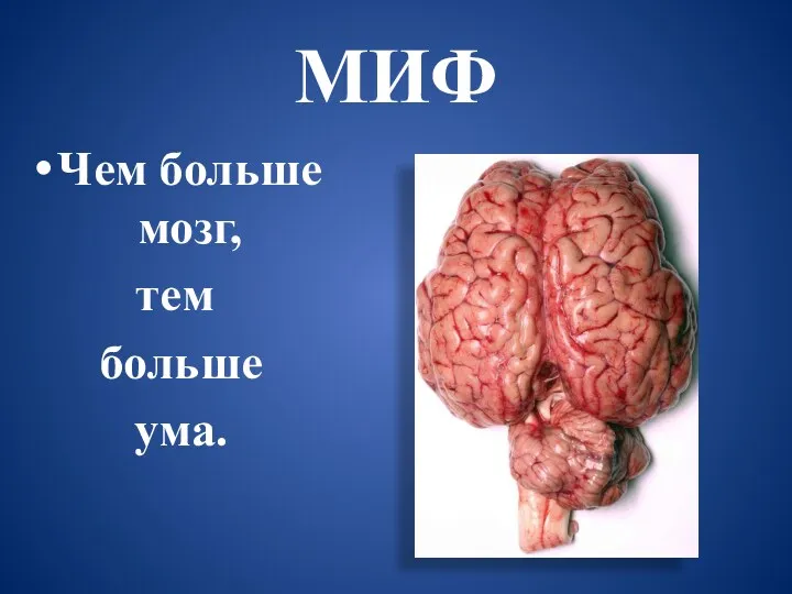 МИФ Чем больше мозг, тем больше ума.
