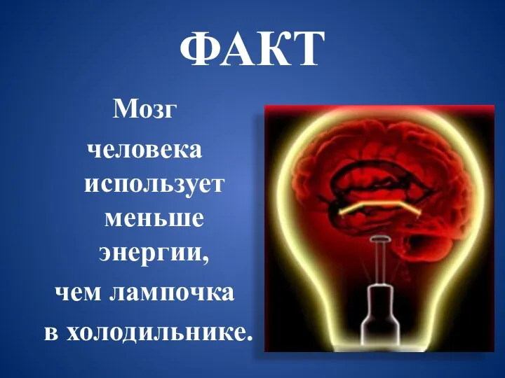 ФАКТ Мозг человека использует меньше энергии, чем лампочка в холодильнике.