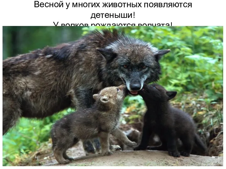 Весной у многих животных появляются детеныши! У волков рождаются волчата!