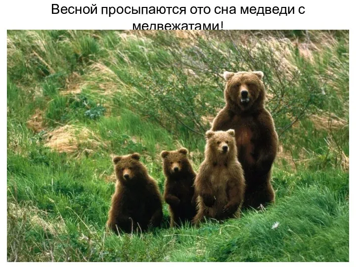 Весной просыпаются ото сна медведи с медвежатами!