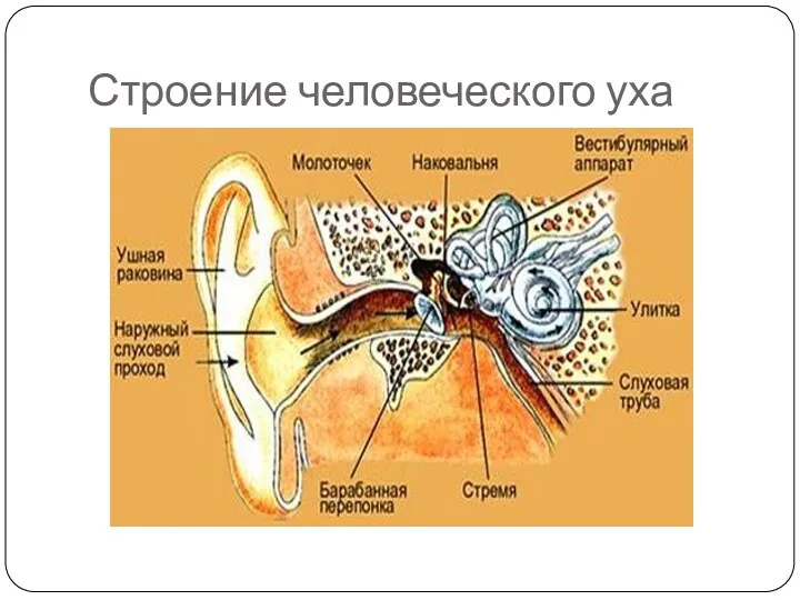 Строение человеческого уха