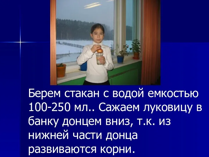 Берем стакан с водой емкостью 100-250 мл.. Сажаем луковицу в банку донцем вниз,