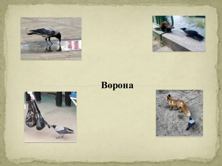 Ворона