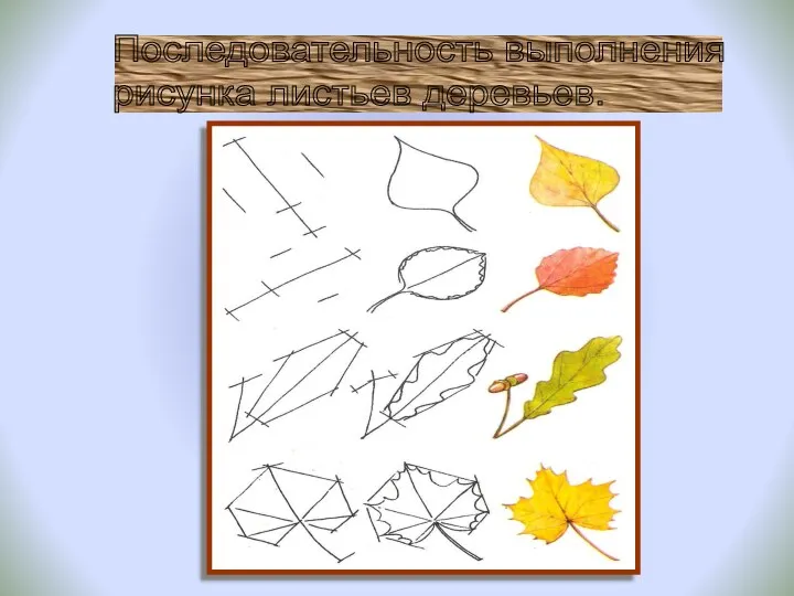 Последовательность выполнения рисунка листьев деревьев.