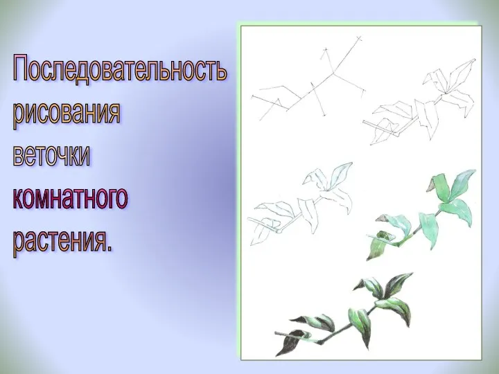 Последовательность рисования веточки комнатного растения.