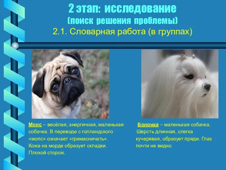 2 этап: исследование (поиск решения проблемы) 2.1. Словарная работа (в группах) Мопс –