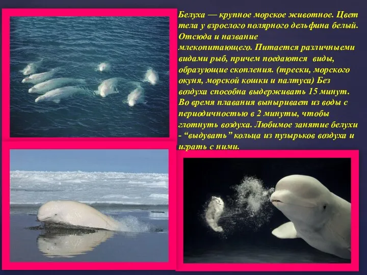 Белуха — крупное морское животное. Цвет тела у взрослого полярного дельфина белый. Отсюда