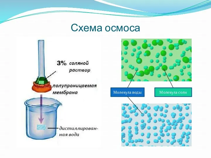 Схема осмоса Молекула воды Молекула соли