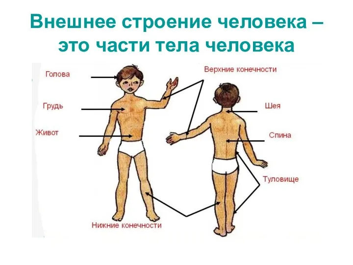 Внешнее строение человека – это части тела человека