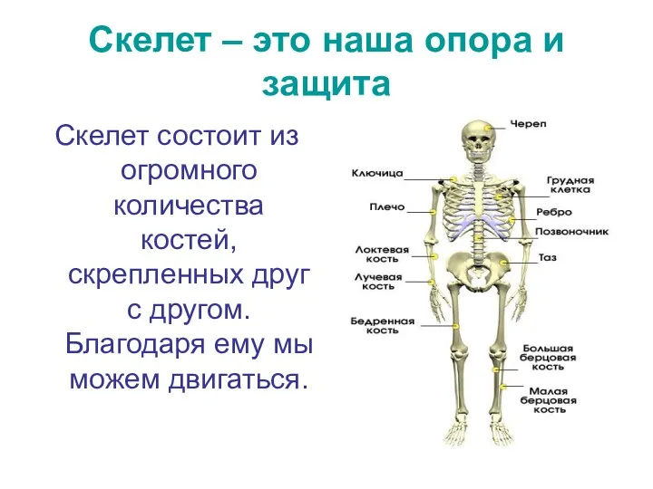 Скелет – это наша опора и защита Скелет состоит из