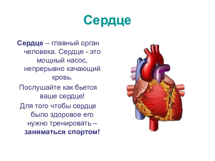 Сердце Сердце – главный орган человека. Сердце - это мощный