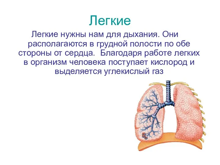 Легкие Легкие нужны нам для дыхания. Они располагаются в грудной