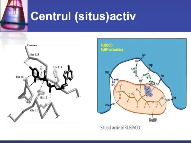 Centrul (situs)activ