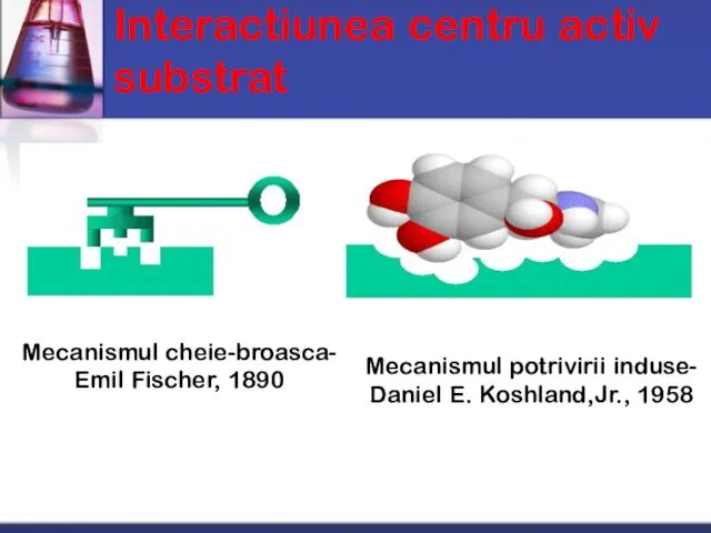 Interactiunea centru activ substrat Mecanismul cheie-broasca- Emil Fischer, 1890 Mecanismul potrivirii induse- Daniel E. Koshland,Jr., 1958