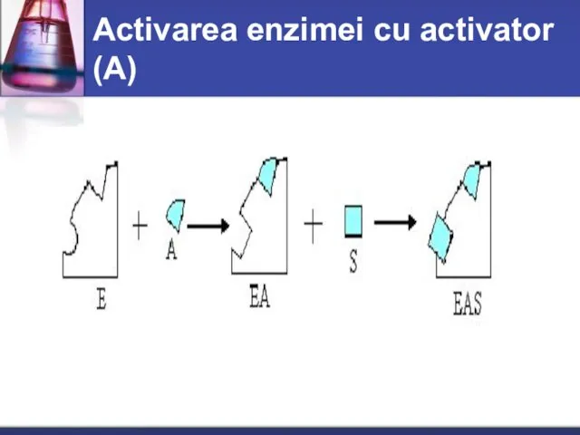 Activarea enzimei cu activator (А)