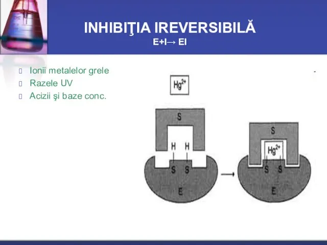 INHIBIŢIA IREVERSIBILĂ Е+I→ ЕI Ionii metalelor grele Razele UV Acizii şi baze conc.