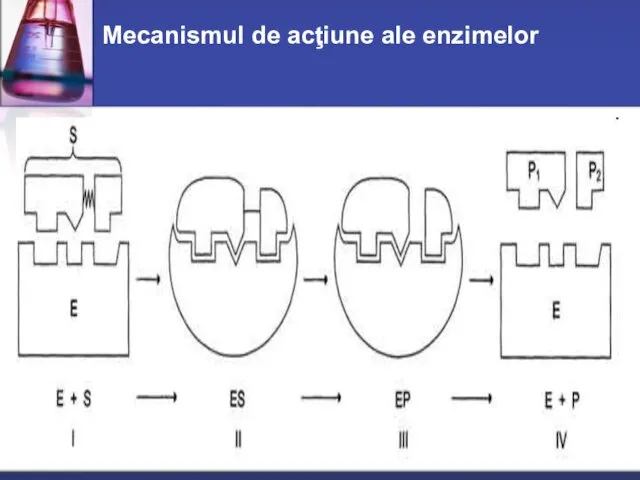 Mecanismul de acţiune ale enzimelor
