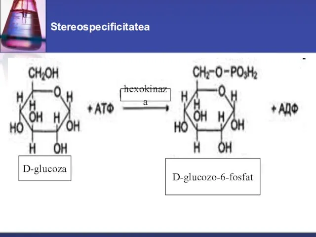 Stereospecificitatea D-glucoza D-glucozo-6-fosfat hexokinaza