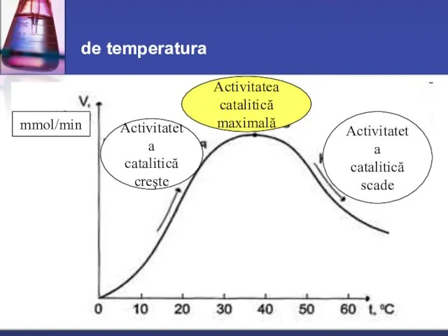 de temperatura Activitatea catalitică maximală Activitateta catalitică creşte Activitateta catalitică scade mmol/min