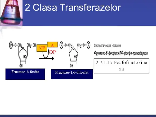 2 Clasa Transferazelor Fructozo-6-fosfat Fructozo-1,6-difosfat 2.7.1.17.Fosfofructokinaza ADP ATP