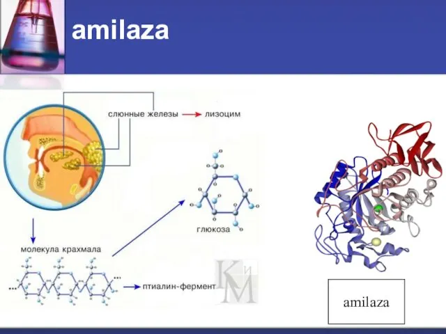 amilaza amilaza
