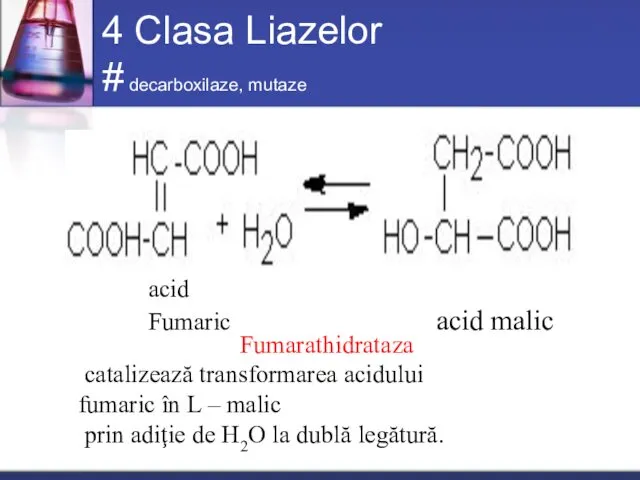 4 Clasa Liazelor # decarboxilaze, mutaze Fumarathidrataza catalizează transformarea acidului