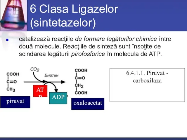 6 Clasa Ligazelor (sintetazelor) catalizează reacţiile de formare legăturilor chimice