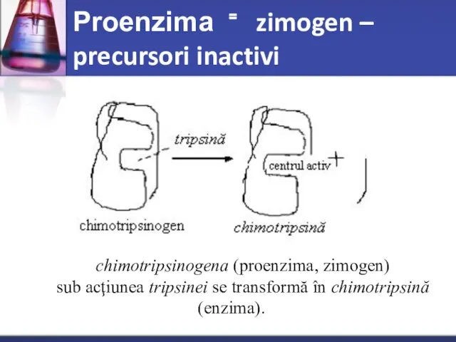 Proenzima ⁼ zimogen – precursori inactivi chimotripsinogena (proenzima, zimogen) sub