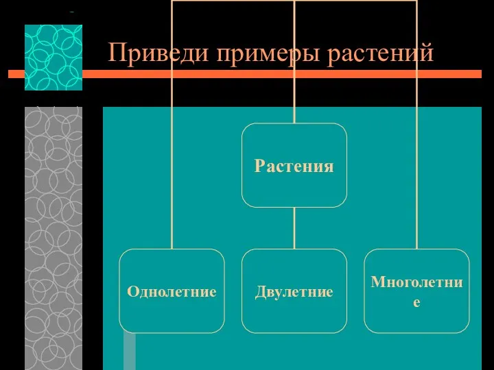 Приведи примеры растений