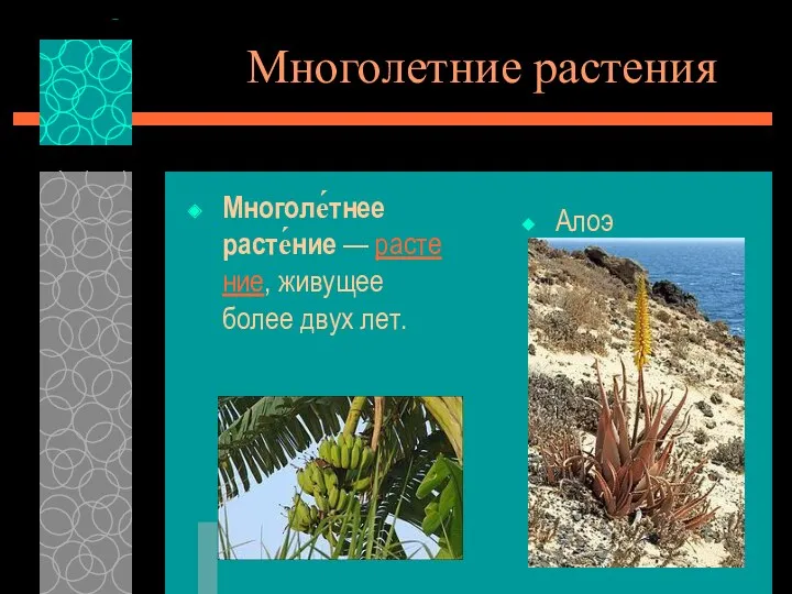 Многолетние растения Многоле́тнее расте́ние — растение, живущее более двух лет. Алоэ